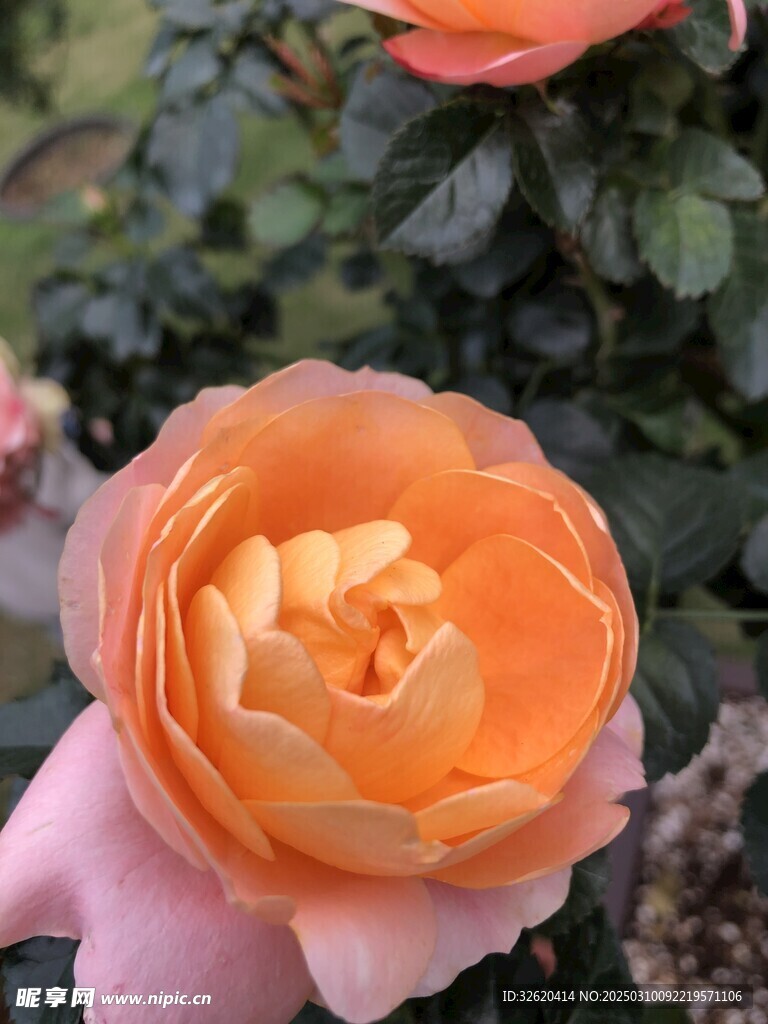月季