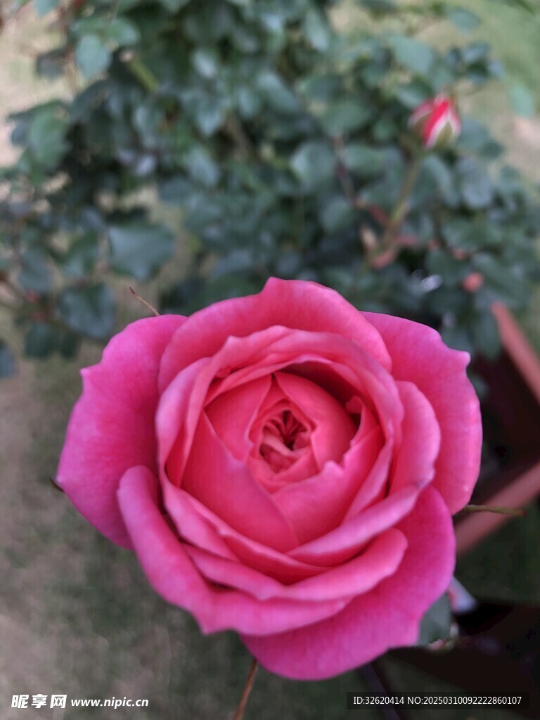 月季