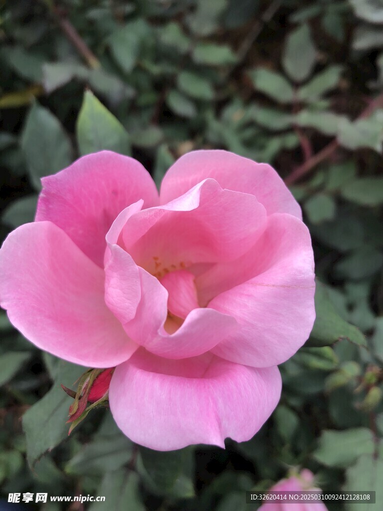 月季