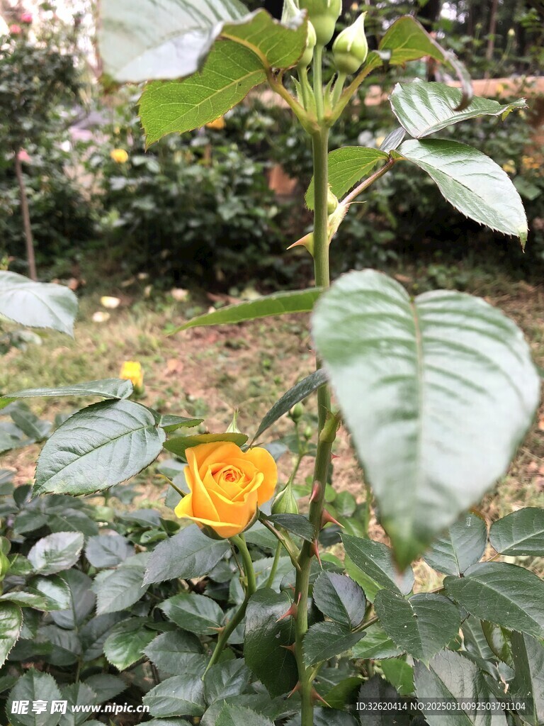 月季