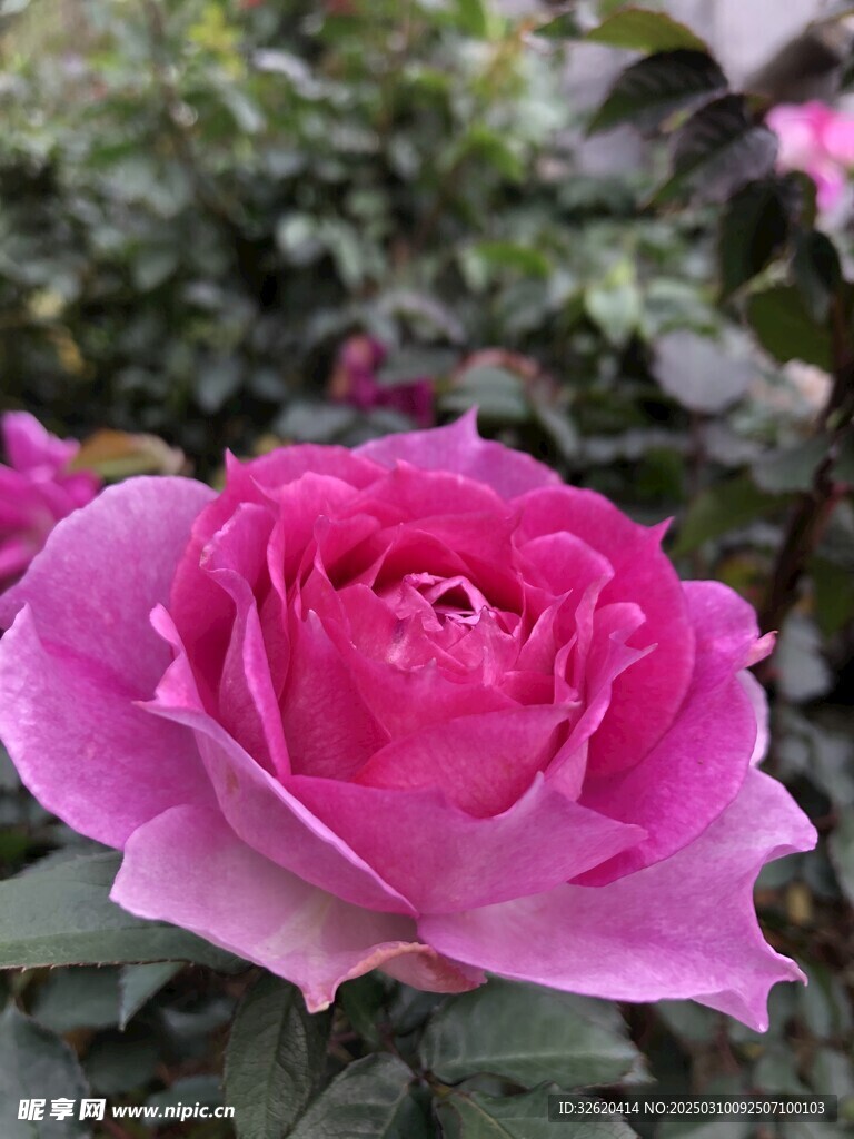 月季
