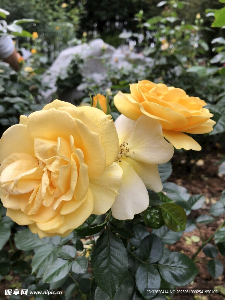 月季