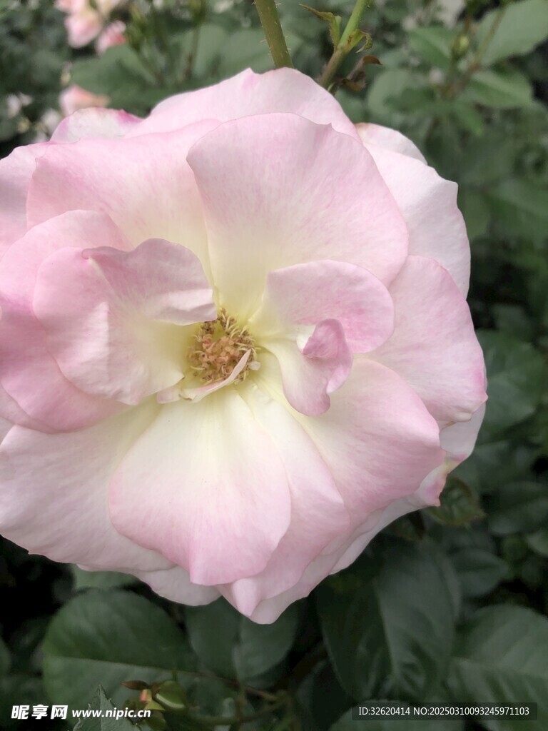 月季