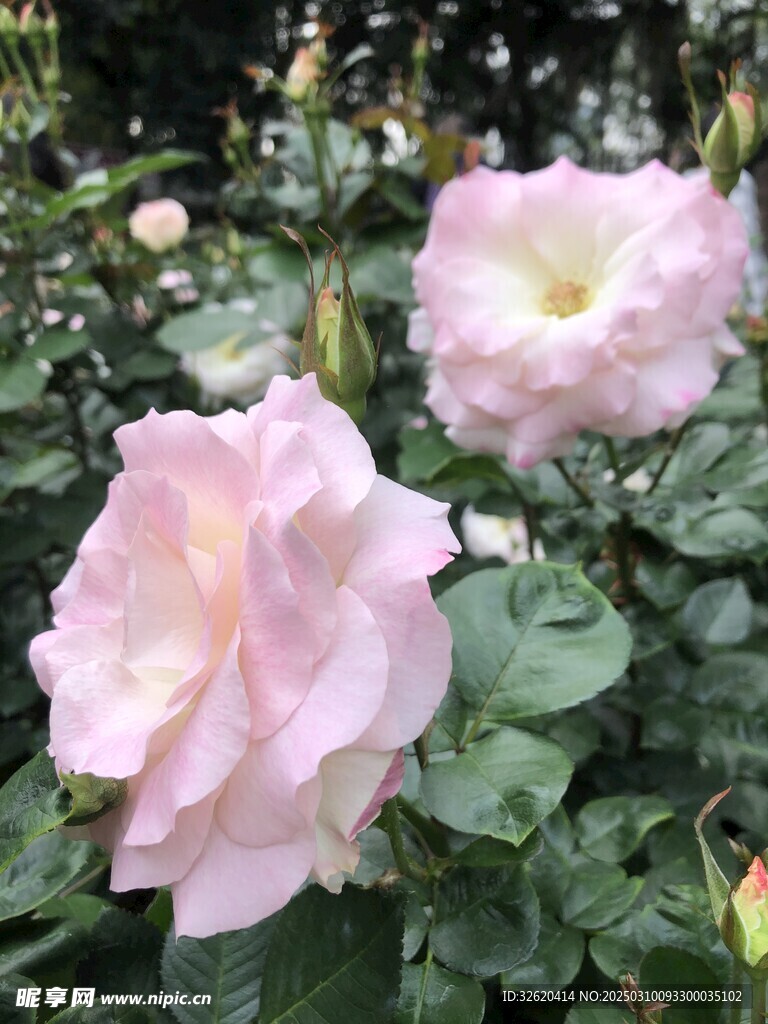 月季
