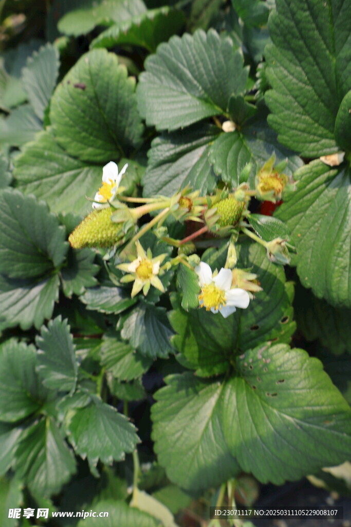 草莓花
