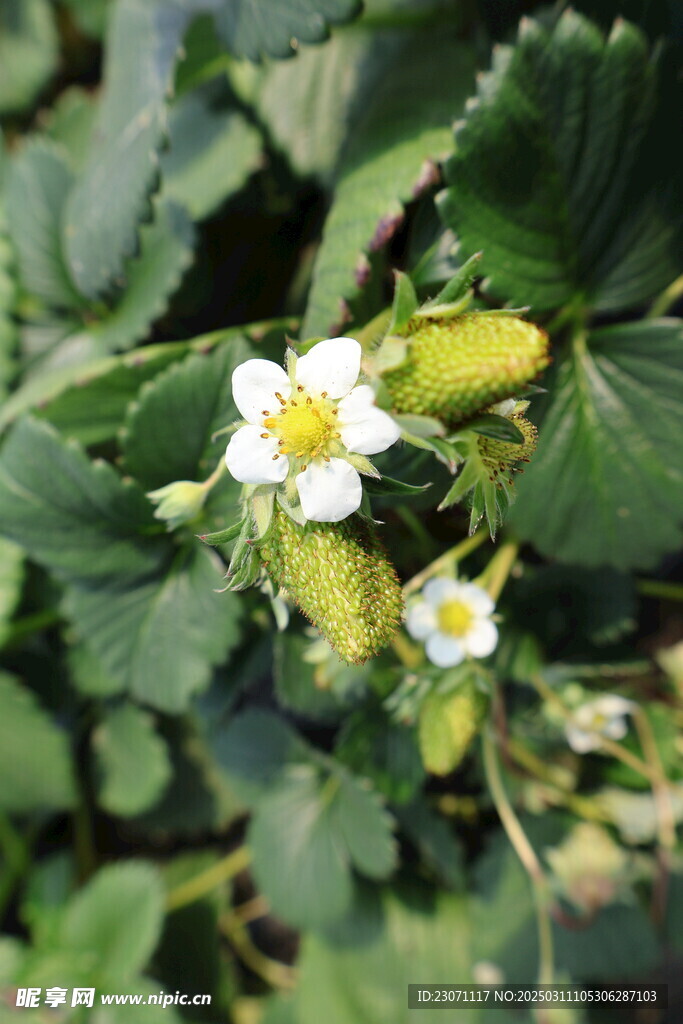 草莓花