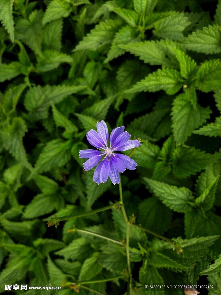 一朵紫色菊苣花
