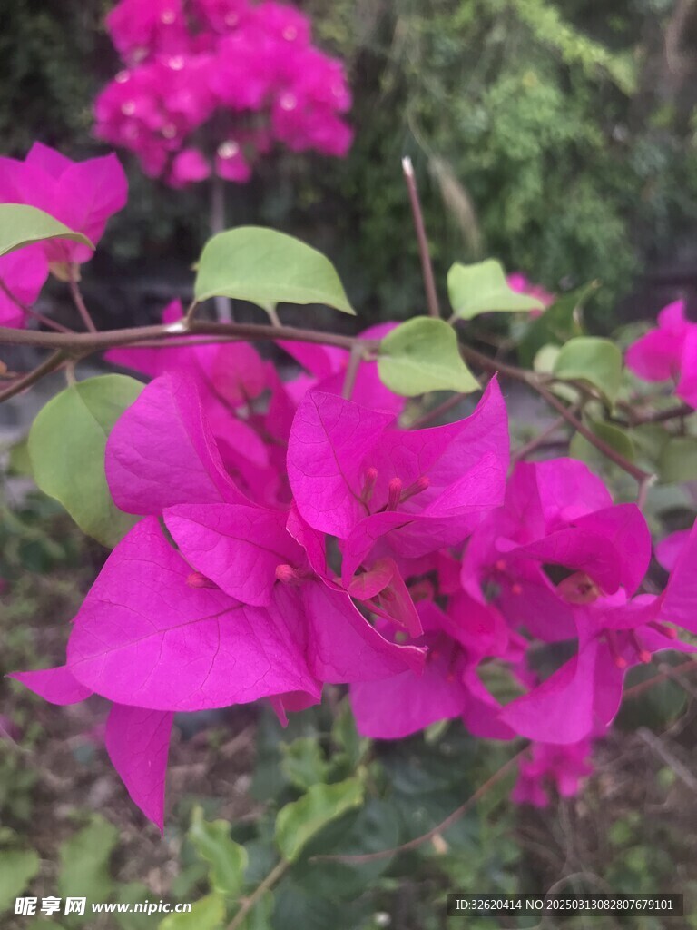 三角梅