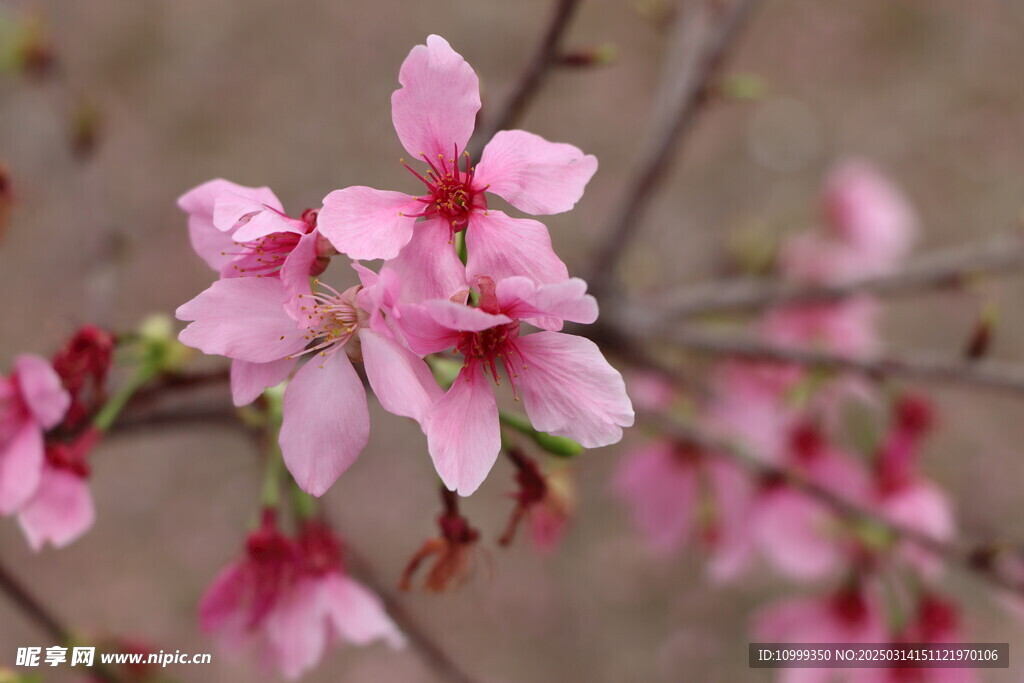 樱花