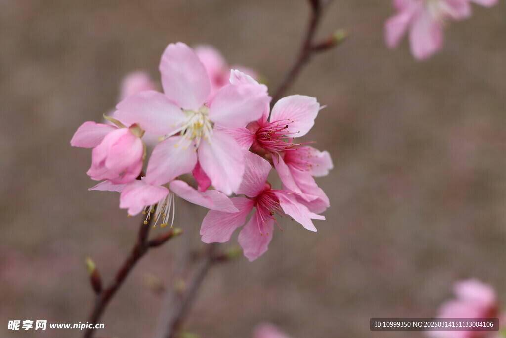 樱花