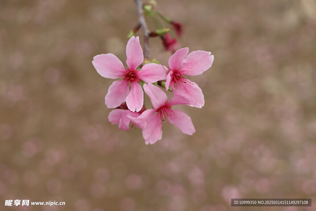 樱花