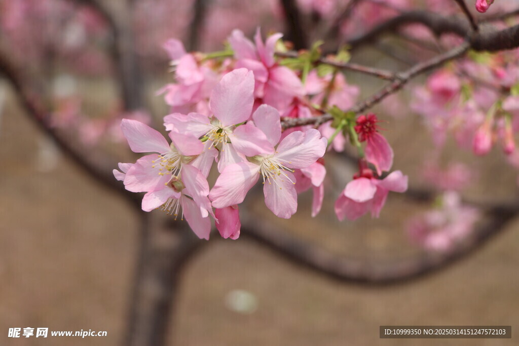 樱花