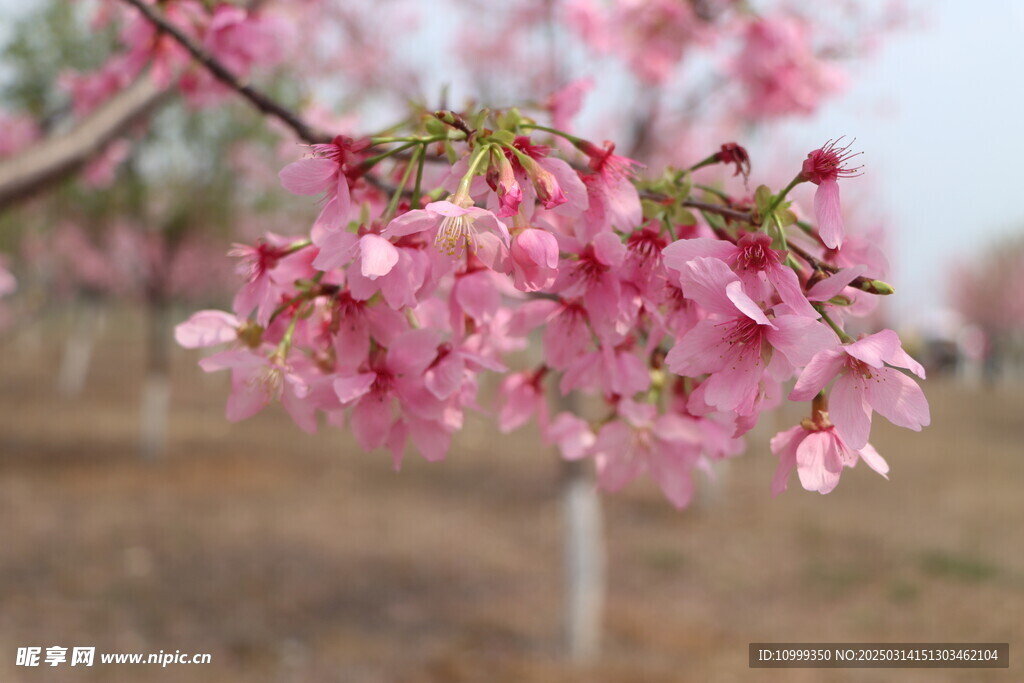 樱花