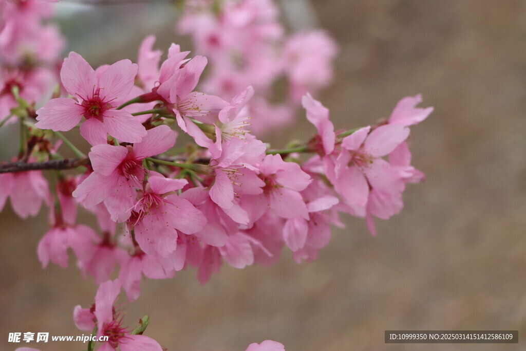 樱花