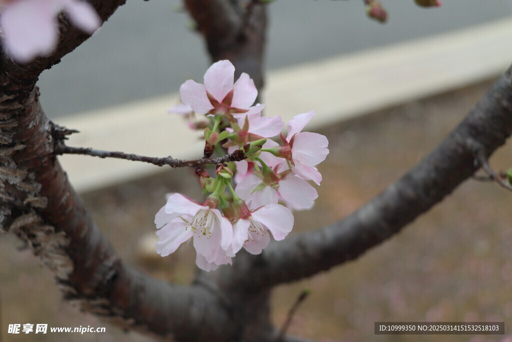 樱花