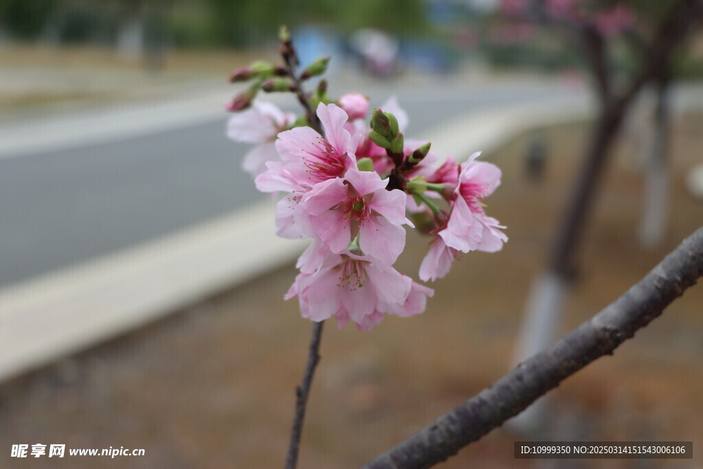 樱花