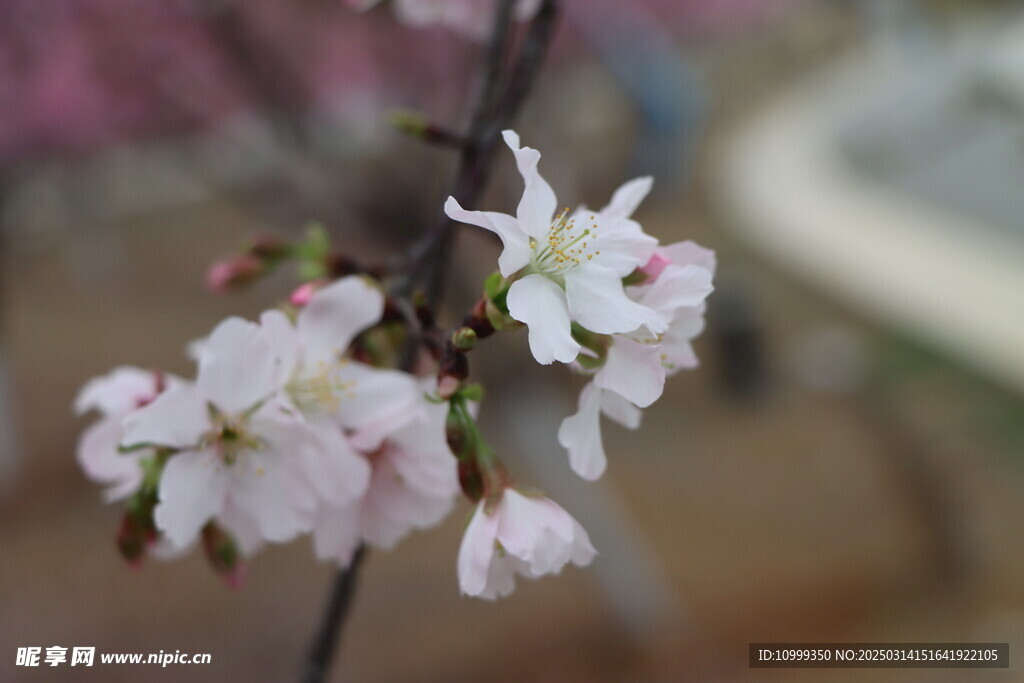 樱花