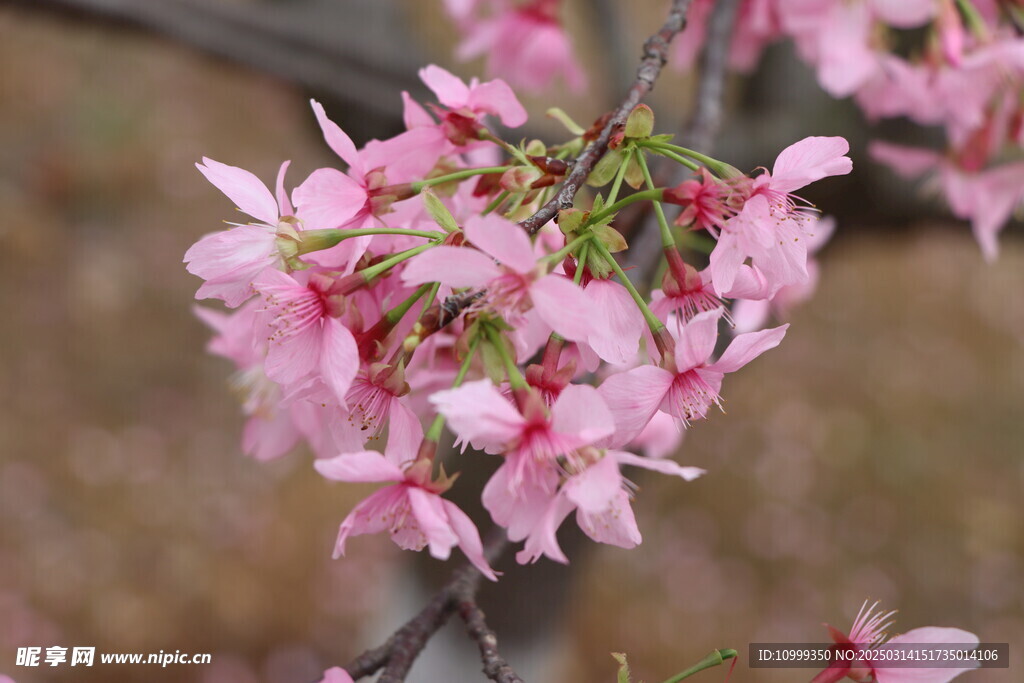 樱花