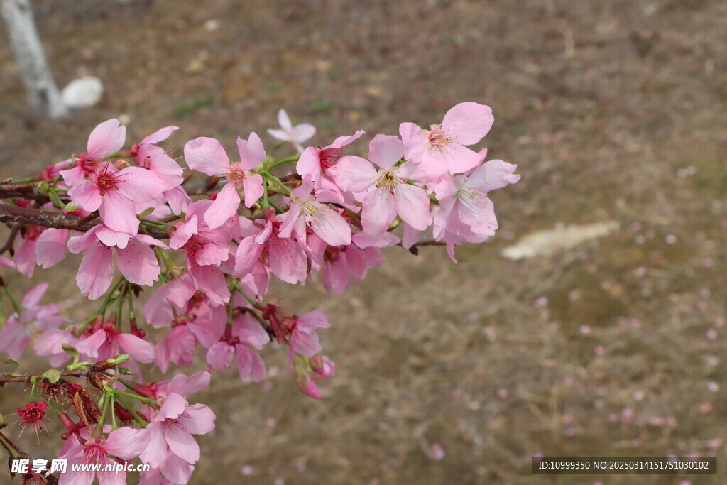 樱花