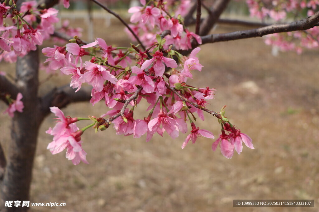 樱花