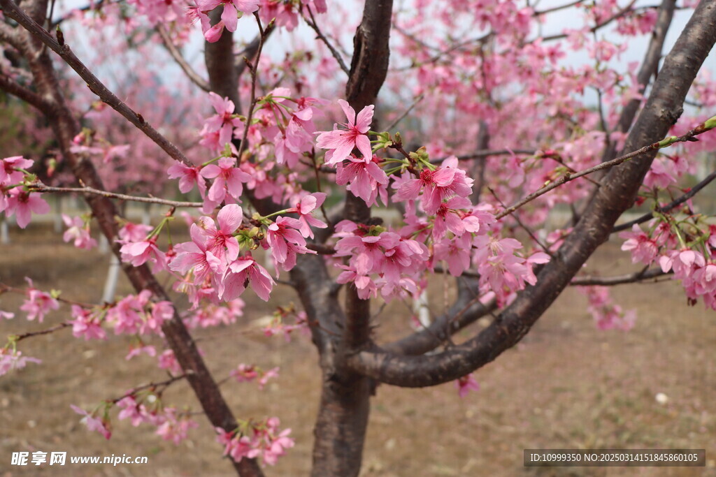 樱花