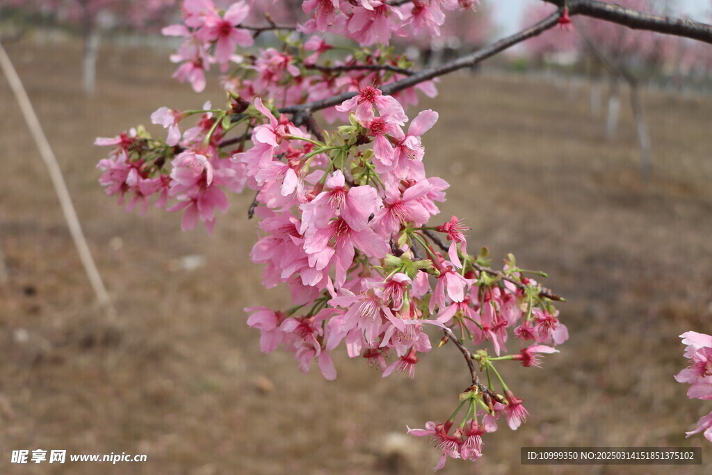 樱花