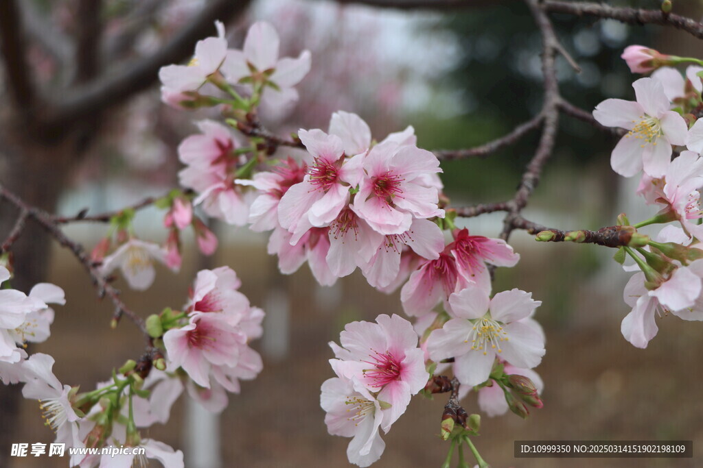 樱花