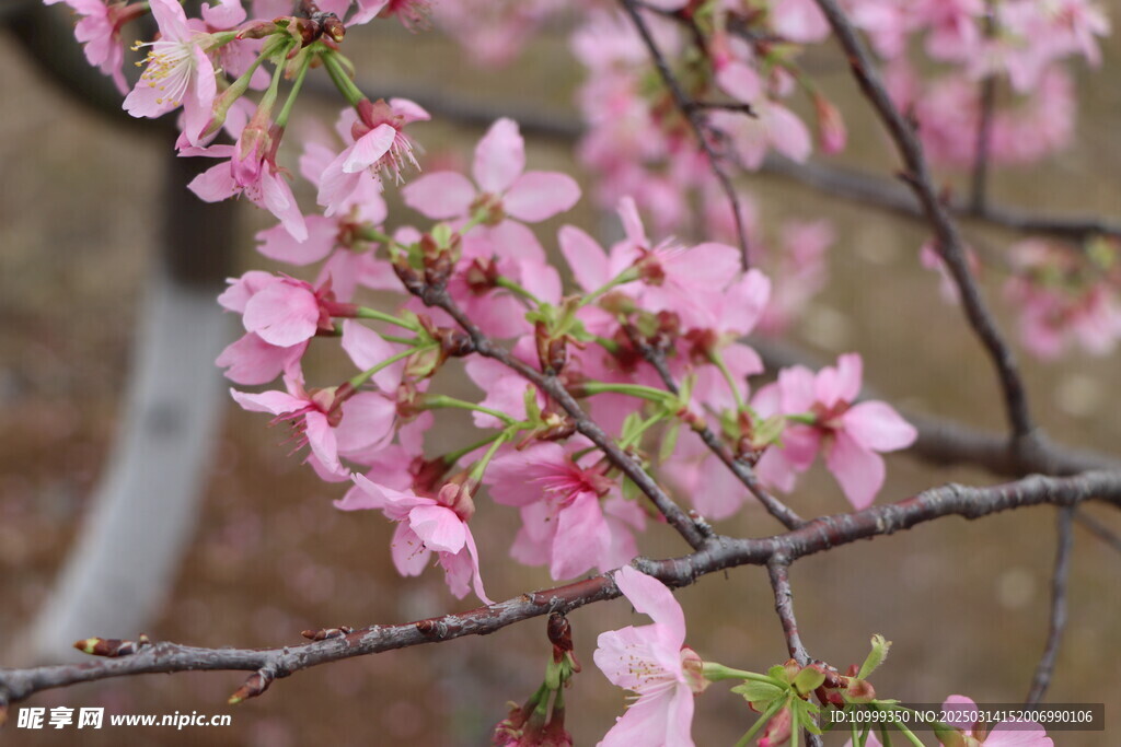 樱花