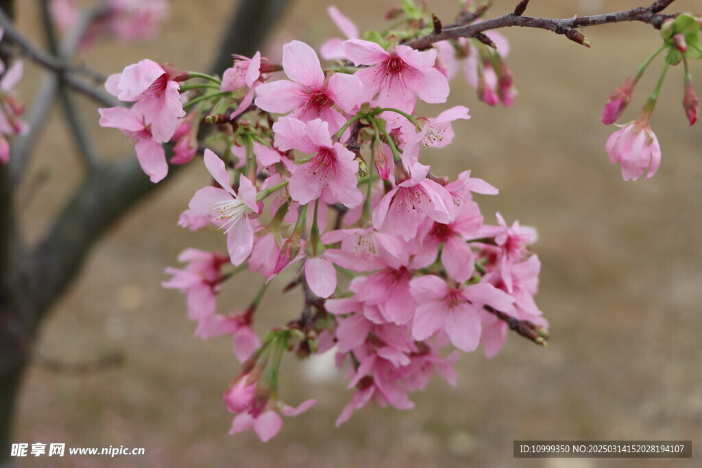 樱花