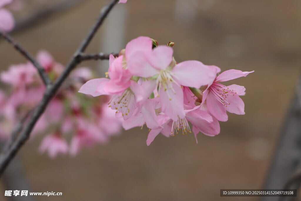 樱花