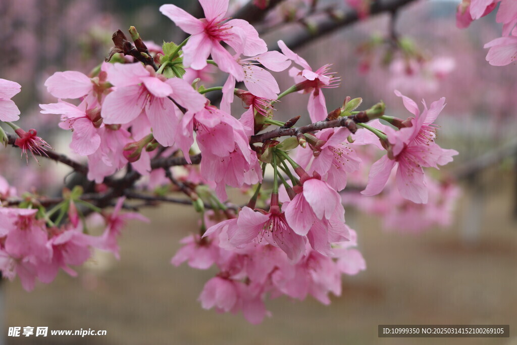 樱花