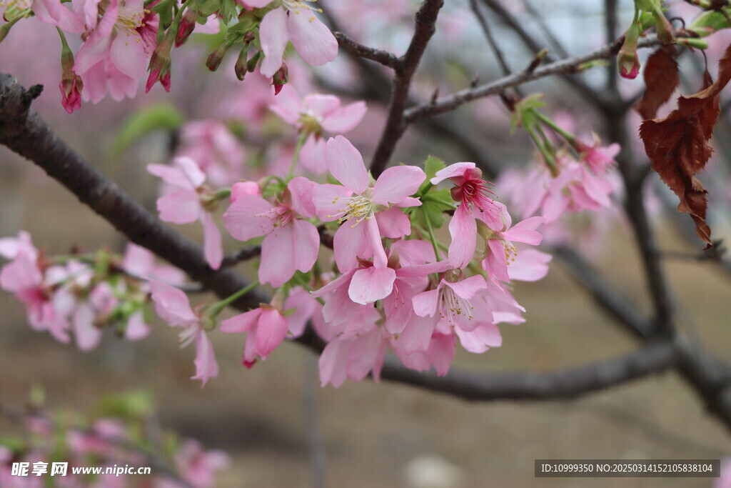 樱花