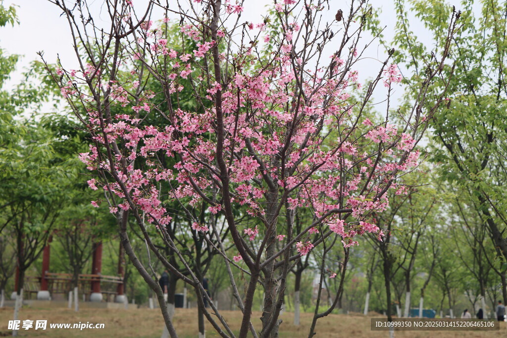 樱花
