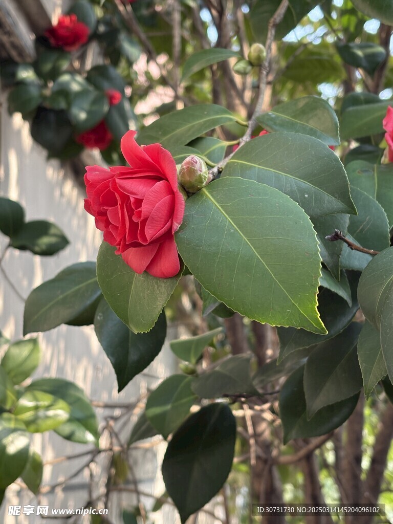 红色单朵山茶花