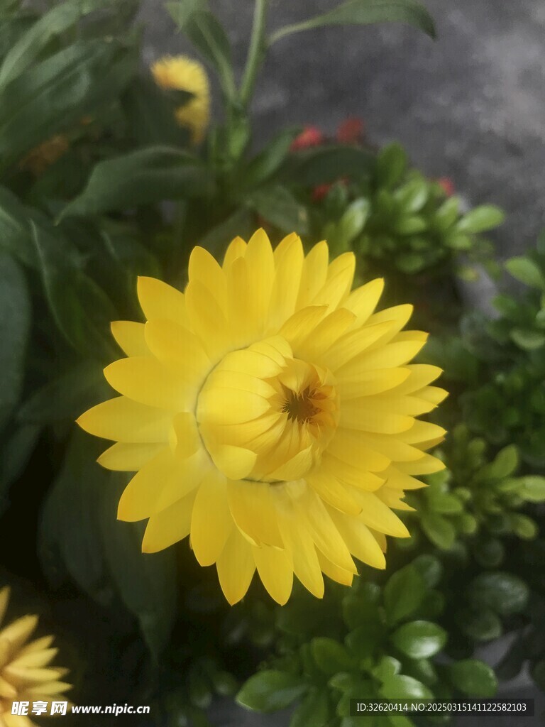 蜡菊 麦秆菊