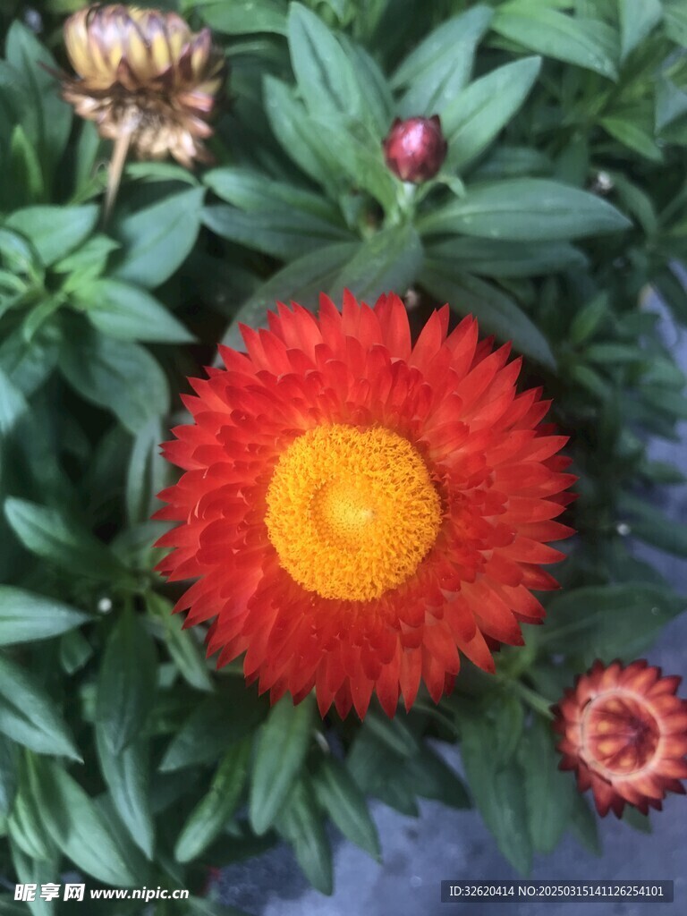 蜡菊 麦秆菊