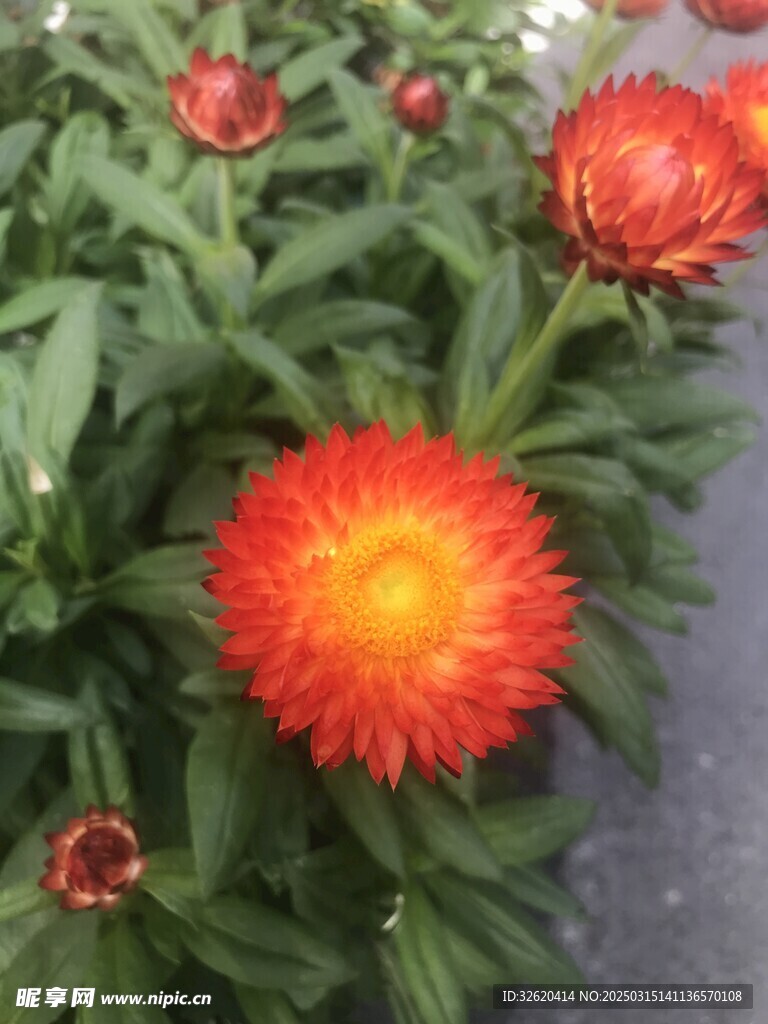 蜡菊 麦秆菊