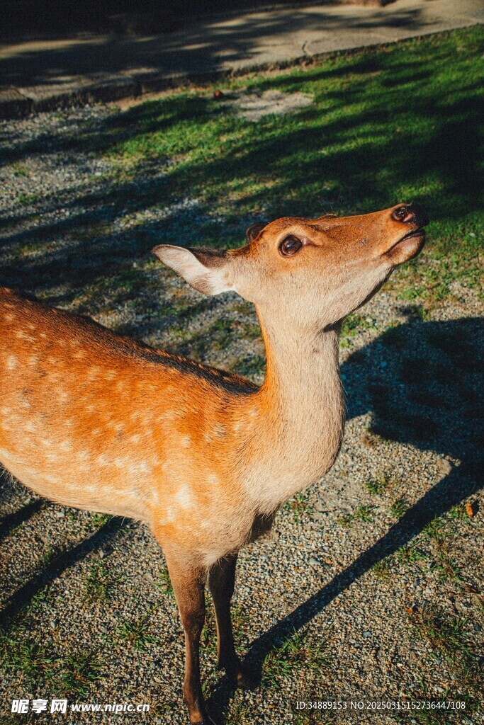 阳光下的小鹿