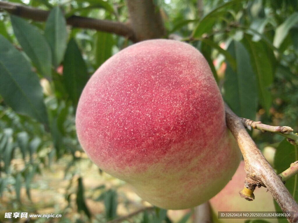 桃子