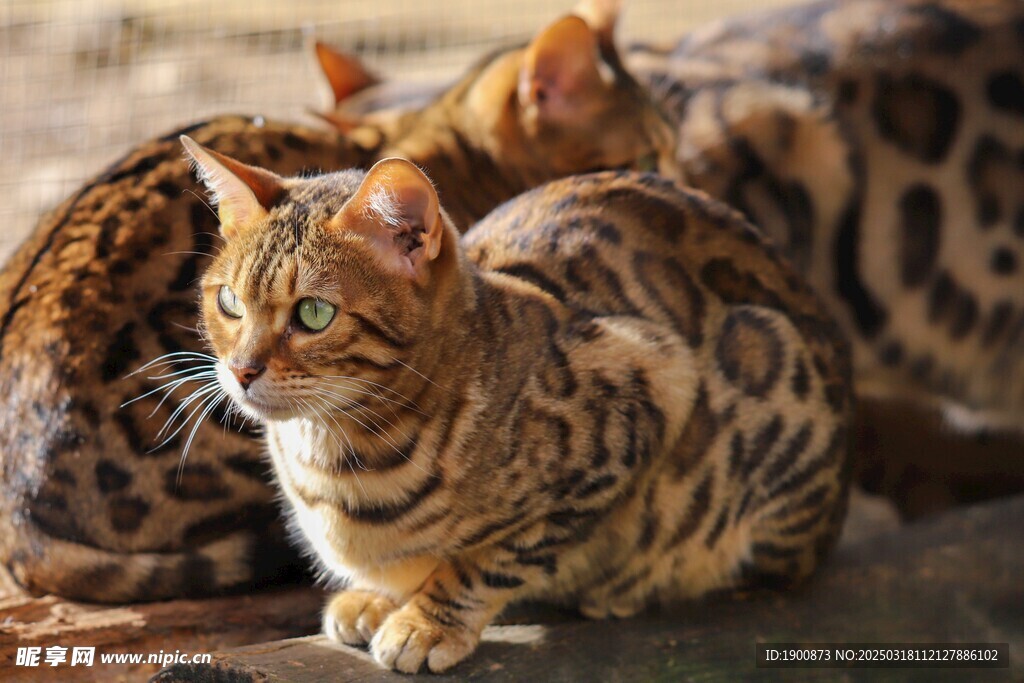 猫