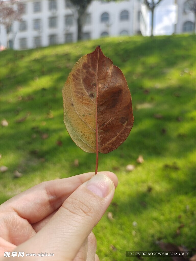 一片树叶