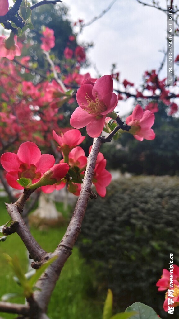 一树开花