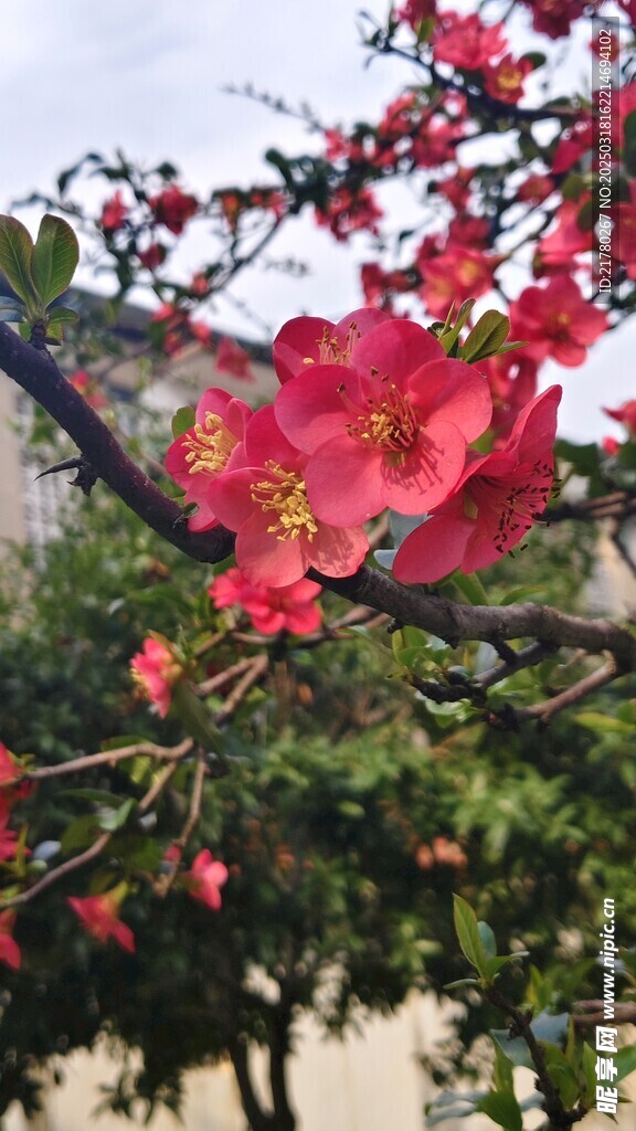 贴梗海棠