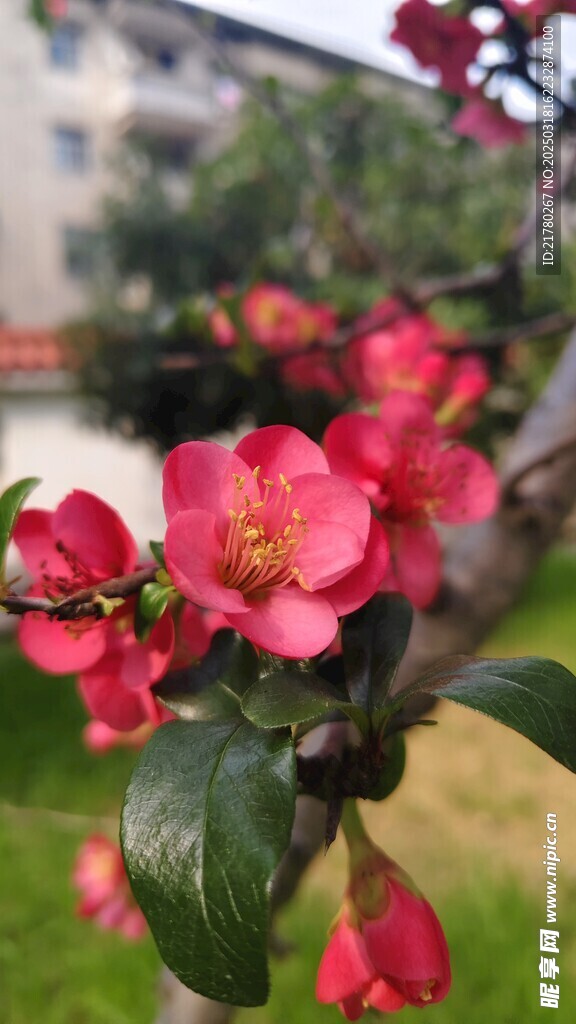 贴梗海棠