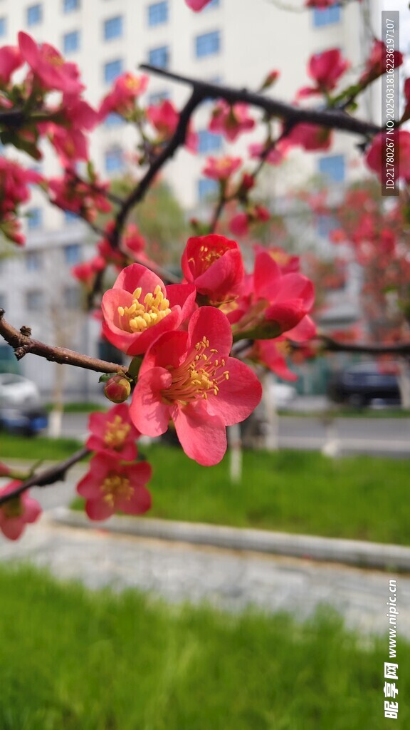 贴梗海棠