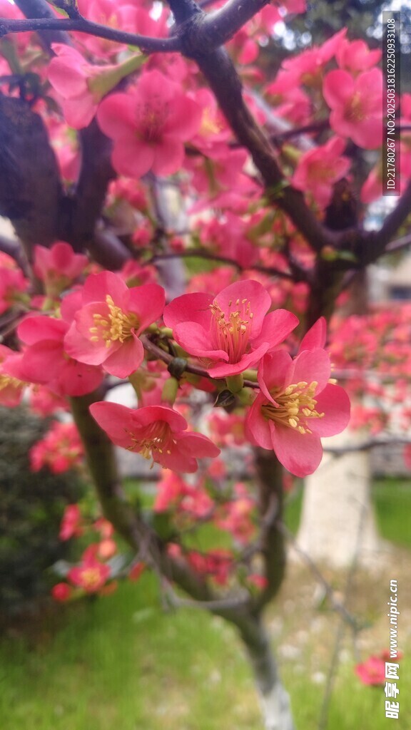 木瓜海棠