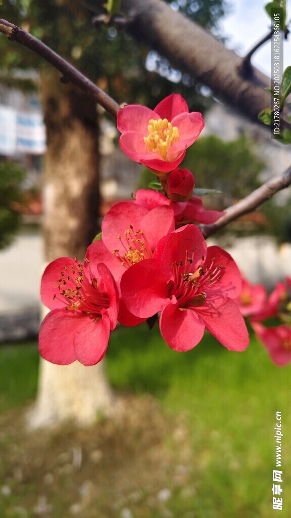 贴梗海棠花