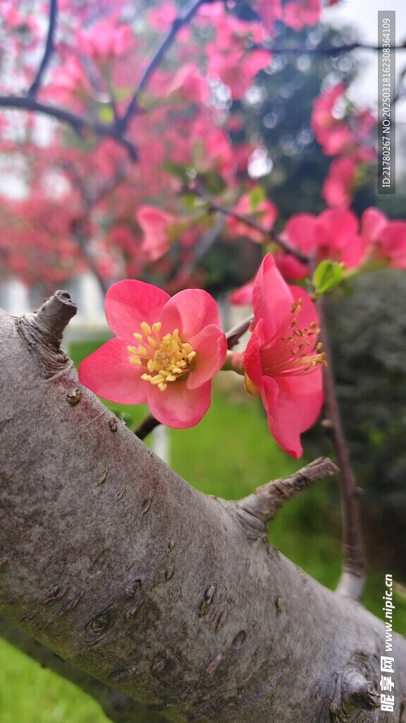贴梗海棠树