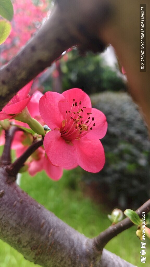 一朵花