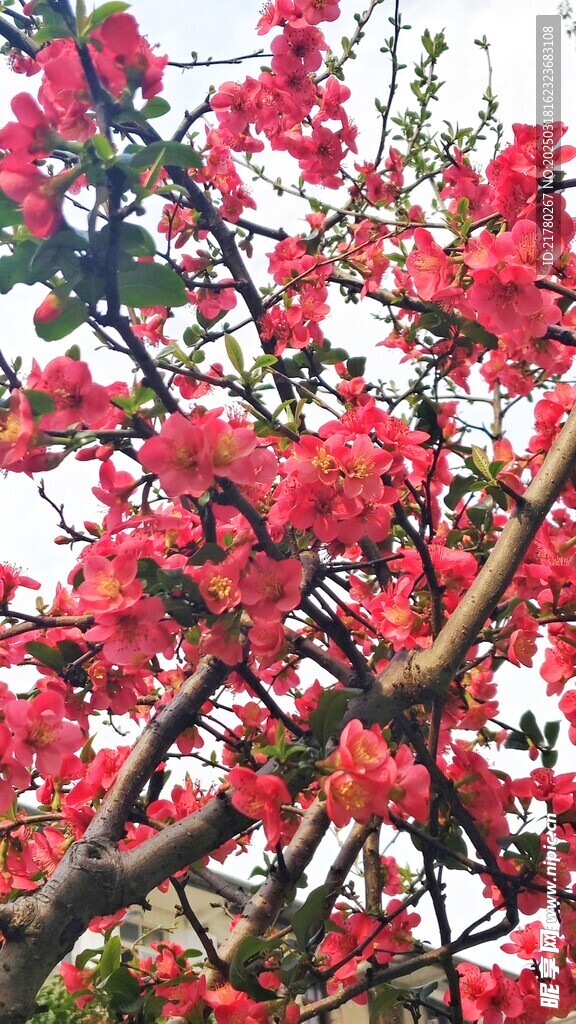 花朵花枝